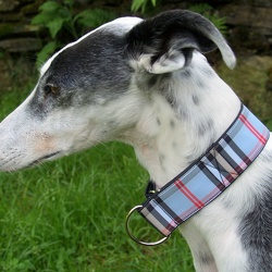 WHIPPETS