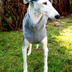 WHIPPETS
