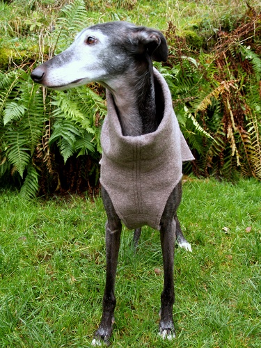 Walk-Pulli in Grösse XXL, Maße des Hundes: Rückenhöhe: 70cm, Rückenlänge: 70cm, Brustumfang: 79cm, Bauchumfang: 50cm