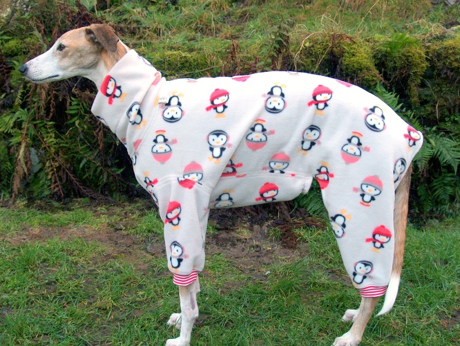 Galgo/Grey-Hündin, Fleece: Pinguine Hellsilber, Bündchen: Rot/Weiß, Größe: L, Rückenlänge Jumper: 71cm, Bestell-Nr.: JGH-Pingu/S-L, Preis: 67,50€