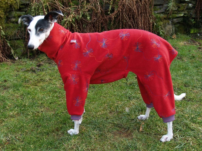 Galgo/Grey-Hündin, Fleece: Dunkel-Rot mit Blumenstick, Bündchen: Rot/Türkis, Größe: S, Rückenlänge Jumper: 62cm, Bestell-Nr.: JGH-S/DR-S, Preis: 59,50€