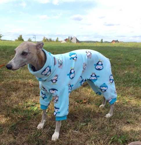 Jumper in Größe M, Maße des Hundes: Rückenhöhe: 52cm, Rückenlänge: 51cm, Brustumfang: 58cm, Bauchumfang: 38cm