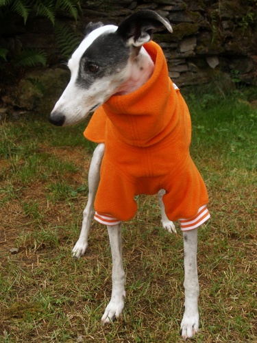 Pulli in Größe S, Maße des Hundes: Rückenhöhe: 58cm, Rückenlänge: 56cm, Brustumfang: 61cm, Bauchumfang: 43cm