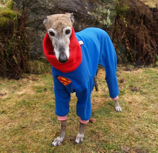 Rüde, Modell "Superman", Fleece: Royalblau und Rot, Bündchen: Rot/Weiß, Bestell-Nr.: JGR-SUP-M, Preis: 69,50€
