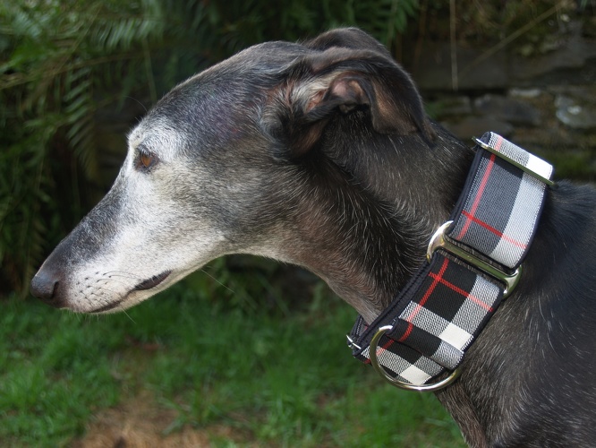 ORIGINAL AUS SCHOTTLAND, "Tartan-Thompson Grey Modern", abgebildet: Martingal, Breite 5cm