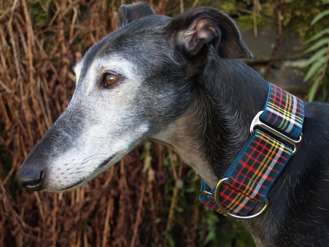 ORIGINAL AUS SCHOTTLAND, "Tartan-Anderson Modern", abgebildet: Martingal, Breite 5cm