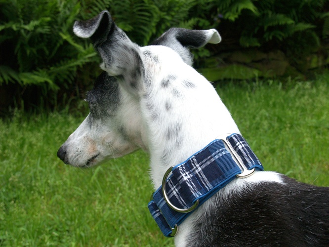 ORIGINAL AUS SCHOTTLAND, "Tartan-St Andrew Earl of", abgebildet: Martingal, Breite 4cm