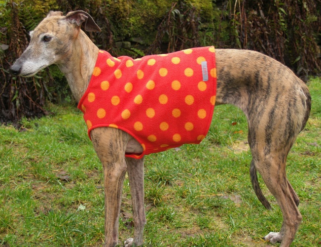 Body in Größe S, Maße des Hundes: Rückenhöhe: 60cm, Rückenlänge: 60cm, Brustumfang: 64cm, Bauchumfang: 45cm