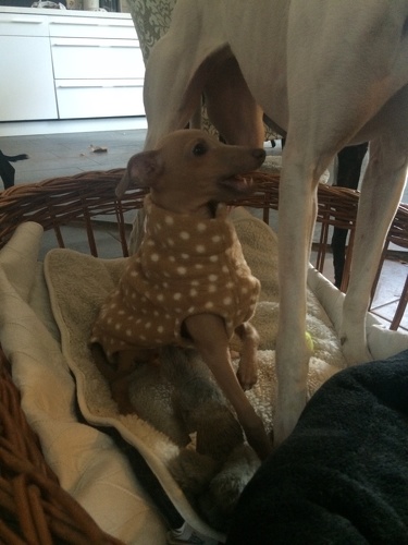 Olive