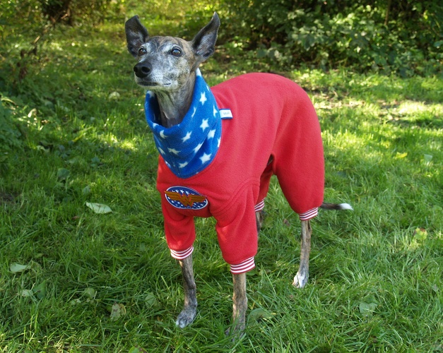 Jumper in Größe XS, Maße des Hundes: Rückenhöhe: 50cm, Rückenlänge: 50cm, Brustumfang: 57cm, Bauchumfang: 33cm