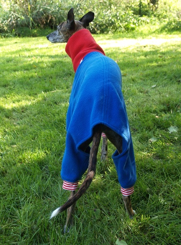 Jumper in Größe S, Maße des Hundes: Rückenhöhe: 50cm, Rückenlänge: 50cm, Brustumfang: 57cm, Bauchumfang: 33cm