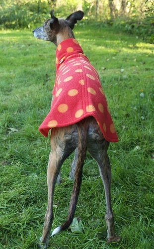 Pulli in Größe Whippet XS, Maße des Hundes: Rückenhöhe: 50cm, Rückenlänge: 50cm, Brustumfang: 57cm, Bauchumfang: 33cm