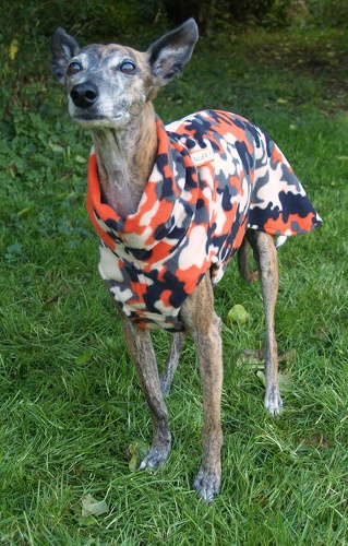 Pulli in Größe Whippet M, Maße des Hundes: Rückenhöhe: 50cm, Rückenlänge: 50cm, Brustumfang: 57cm, Bauchumfang: 33cm