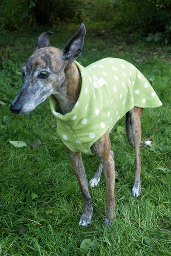 Pulli in Größe Whippet S, Maße des Hundes: Rückenhöhe: 50cm, Rückenlänge: 50cm, Brustumfang: 57cm, Bauchumfang: 33cm