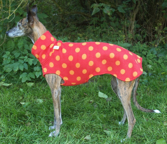 Pulli in Größe Whippet XS, Maße des Hundes: Rückenhöhe: 50cm, Rückenlänge: 50cm, Brustumfang: 57cm, Bauchumfang: 33cm