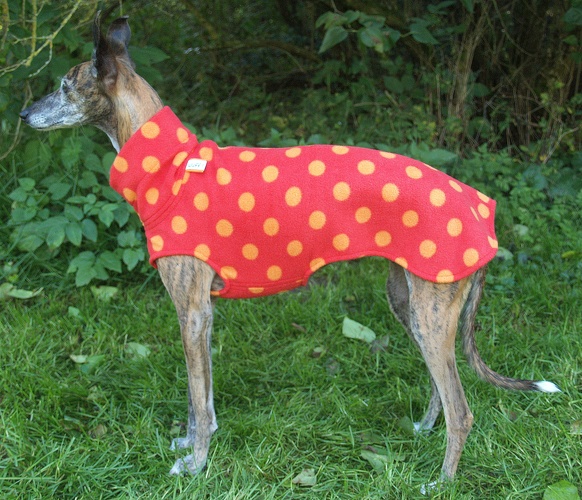 Pulli in Größe Whippet XS, Maße des Hundes: Rückenhöhe: 50cm, Rückenlänge: 50cm, Brustumfang: 57cm, Bauchumfang: 33cm