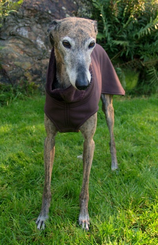 Alpenfleecepulli in Größe M, Maße des Hundes: Rückenhöhe: 60cm, Rückenlänge: 60cm, Brustumfang: 64cm, Bauchumfang: 45cm