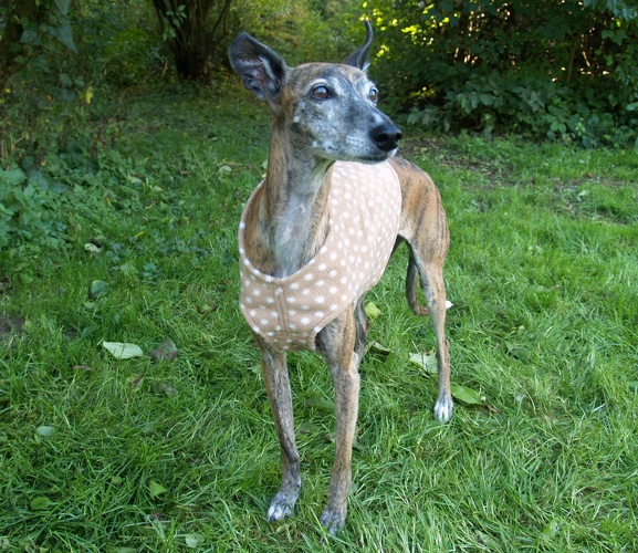 Body in Größe S, Maße des Hundes: Rückenhöhe: 50cm, Rückenlänge: 50cm, Brustumfang: 57cm, Bauchumfang: 33cm