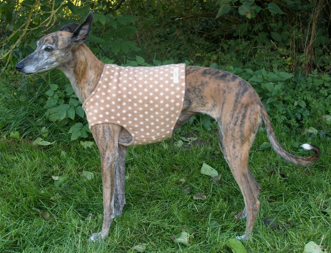 Body in Größe XS, Maße des Hundes: Rückenhöhe: 50cm, Rückenlänge: 50cm, Brustumfang: 57cm, Bauchumfang: 33cm