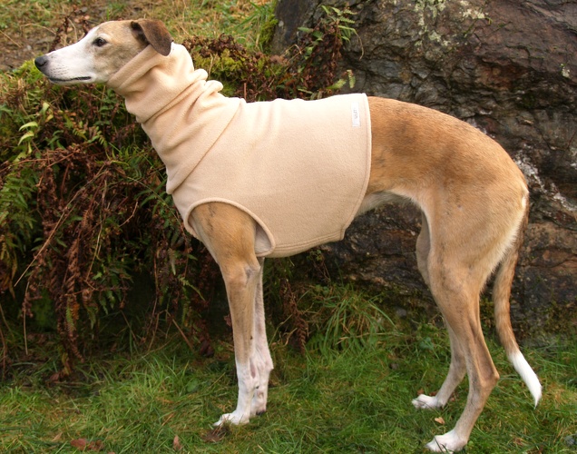 Halsstulpe in Galgo-Größe, Body in Größe M, Maße des Hundes: Rückenhöhe: 72cm, Rückenlänge: 69cm, Brustumfang: 75cm, Bauchumfang: 49cm