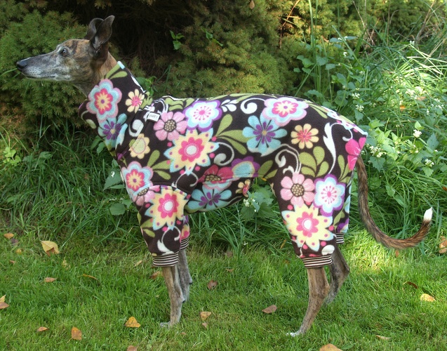 Jumper in Größe XS, Maße des Hundes: Rückenhöhe: 50cm, Rückenlänge: 50cm, Brustumfang: 57cm, Bauchumfang: 33cm