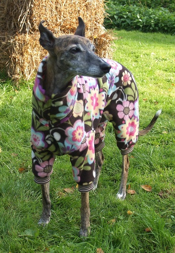 Jumper in Größe XS, Maße des Hundes: Rückenhöhe: 50cm, Rückenlänge: 50cm, Brustumfang: 57cm, Bauchumfang: 33cm