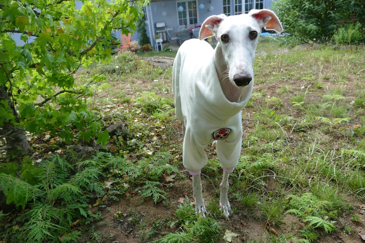 Jumper in Größe M, Maße des Hundes: Rückenhöhe: 66cm, Rückenlänge: 64cm, Brustumfang: 67cm, Bauchumfang: 46cm