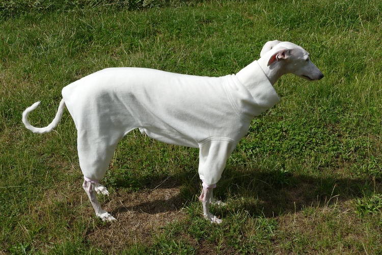 Jumper in Größe M, Maße des Hundes: Rückenhöhe: 66cm, Rückenlänge: 64cm, Brustumfang: 67cm, Bauchumfang: 46cm