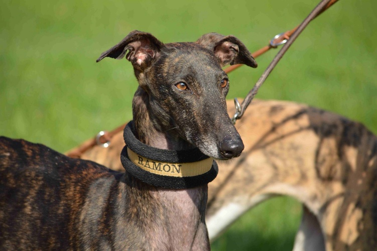 Halsbnder fr Galgo, Grey und Co.