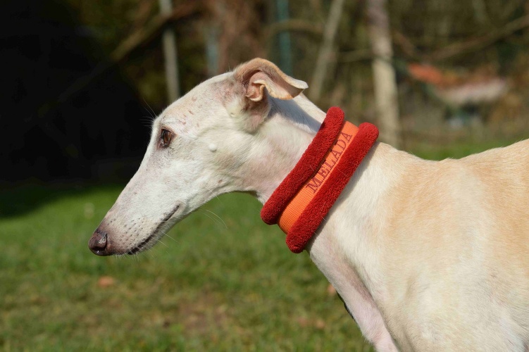 Halsbnder fr Galgo, Grey und Co.