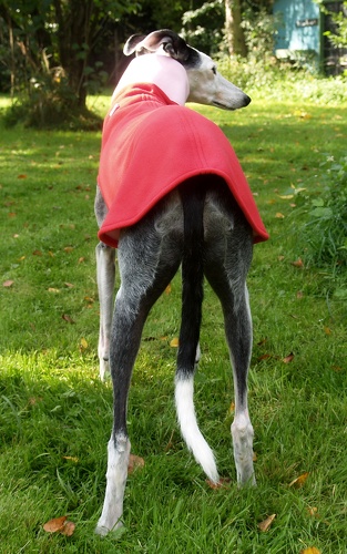 Doubleface in Größe Whippet L, Maße des Hundes: Rückenhöhe: 58cm, Rückenlänge: 56cm, Brustumfang: 61cm, Bauchumfang: 43cm
