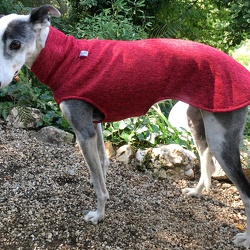 WHIPPETS