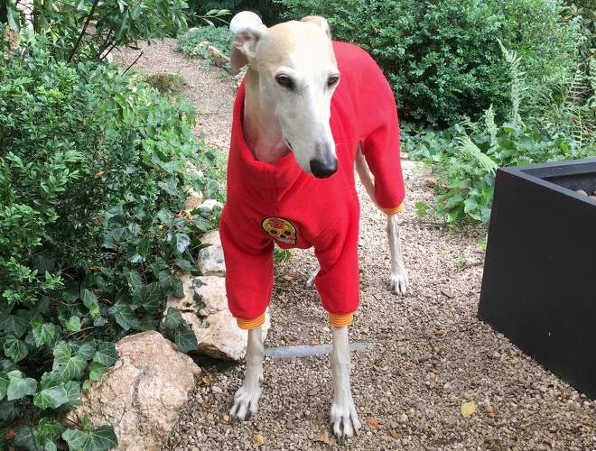Jumper in Größe M, Maße des Hundes: Rückenhöhe: 69cm, Rückenlänge: 67cm, Brustumfang: 76cm, Bauchumfang: 52cm