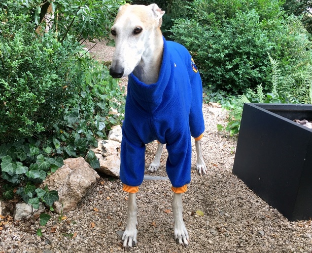 Jumper in Größe L, Maße des Hundes: Rückenhöhe: 69cm, Rückenlänge: 67cm, Brustumfang: 76cm, Bauchumfang: 52cm