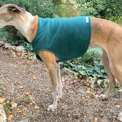 GALGOS