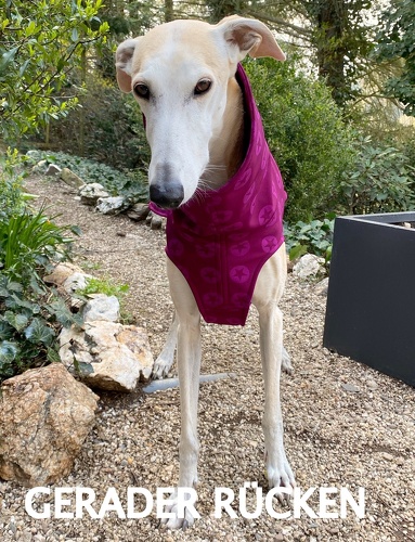 Softshell-Pulli in Größe L, Maße des Hundes: Rückenhöhe: 69cm, Rückenlänge: 67cm, Brustumfang: 76cm, Bauchumfang: 52cm