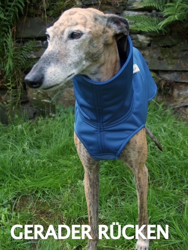 Softshell-Pulli in Größe S, Maße des Hundes: Rückenhöhe: 60cm, Rückenlänge: 60cm, Brustumfang: 64cm, Bauchumfang: 45cm.