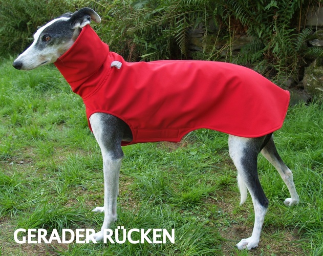 Softshell-Pulli in Größe S, Maße des Hundes: Rückenhöhe: 58cm, Rückenlänge: 56cm, Brustumfang: 61cm, Bauchumfang: 43cm.