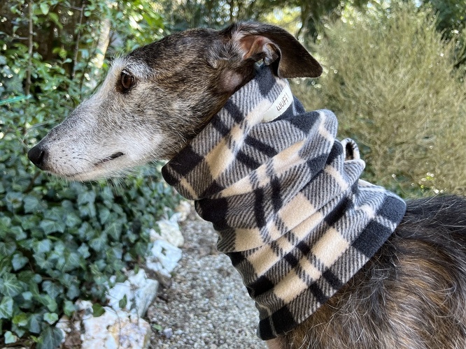Sofort lieferbare Halsstulpen fr Galgos, Greys und Co.