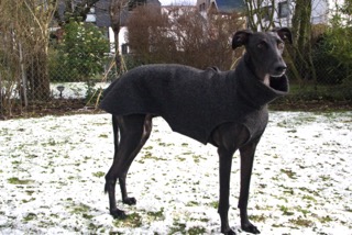 watson 