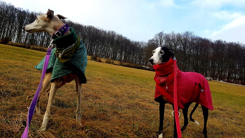 Ivy und Amapola